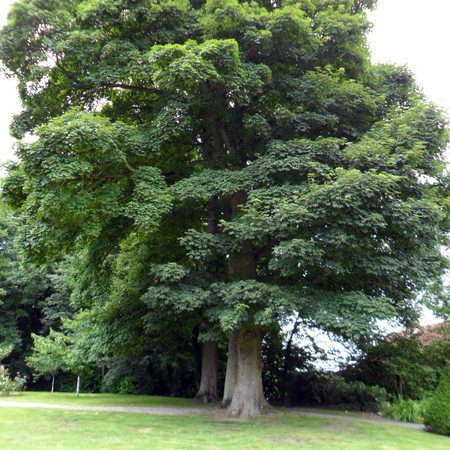 Arbre majestueux du parc